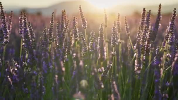 日落时的薰衣草场 法国普罗旺斯背光的紫色薰衣草在风中摇曳 淡紫色薰衣草花的淡紫色照片 — 图库视频影像