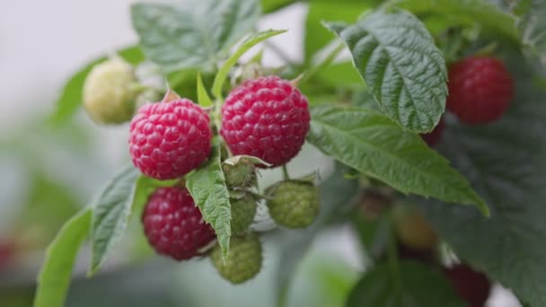 Fresh Red Organic Raspberries Branch Garden Close Shot Ripe Raspberry — Stock Video