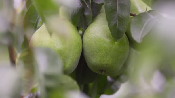 Ωρίμασε Αχλάδια Στο Δέντρο Ζουμερά Πράσινα Αχλάδια Στον Κήπο — Αρχείο Βίντεο