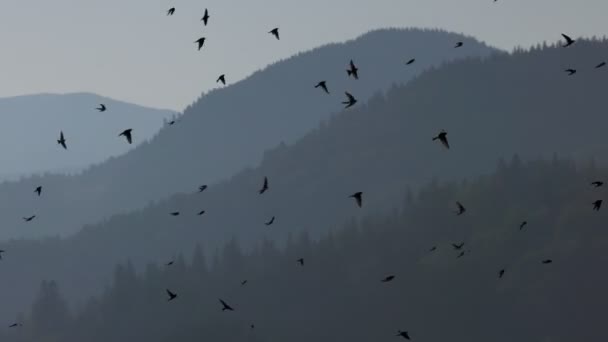 Muitas Aves Voam Contra Cenário Das Montanhas Bandos Andorinhas Amanhecer — Vídeo de Stock