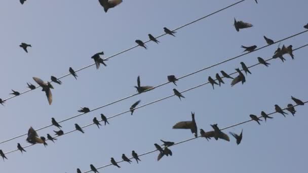 Gli Uccelli Seduti Sui Fili Migrano Verso Paesi Caldi Uccelli — Video Stock