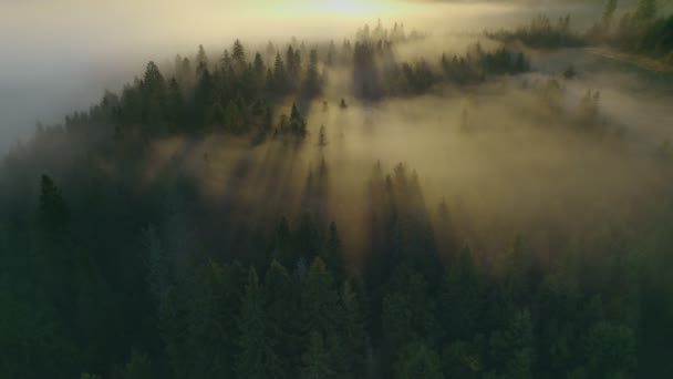 Promienie Wschodzącego Słońca Przebijają Się Przez Drzewa Mglistym Lesie Wspaniały — Wideo stockowe