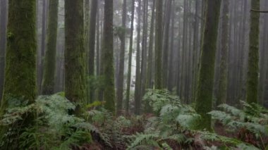 Kamera, yosun kaplı ağaçlarla karanlık ve sisli ormanlarda hareket ediyor. Azores 'deki yeşil orman. Gimbal shot, 4K