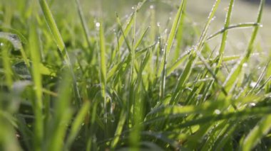 Gün doğumunda çayıra düşen suyun kaygan görüntüsü. Yeşil çimlerde sabah çiği. Kamera ıslak yeşil çimlerin arasında hareket ediyor. UHD, 4K