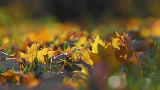 Gele Bruine Herfstbladeren Grond Herfst Bladeren Zwaaien Wind Herfst Achtergrond — Stockvideo