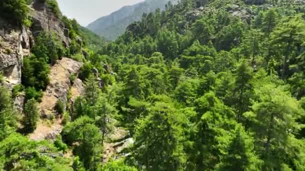 法国科西嘉岛岩石与松树之间的山谷空中景观 科西嘉岛山区的森林 — 图库视频影像