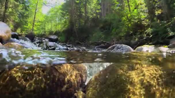 カメラは 透明な水で山の川の石の間で水の中を移動します 森の中の山流の半分の水中スローモーションショット 滝のある木の小さな川 — ストック動画