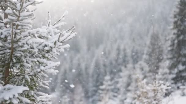 숲에서 바람은 잣나무 가지에서 내립니다 겨울이 있어요 슬로우 — 비디오