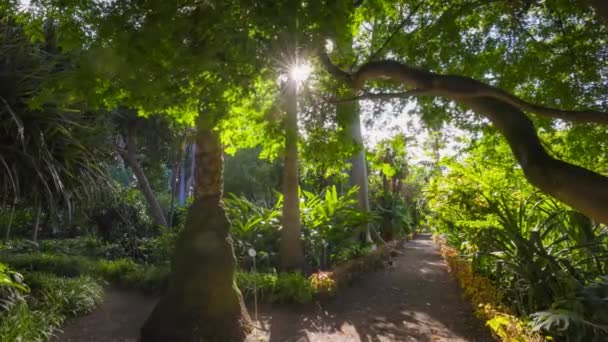 Kanarieöarnas Storslagna Natur Spanien Solen Bryter Igenom Trädens Lövverk Frodig — Stockvideo