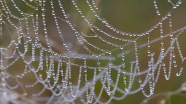 Su damlalarıyla kaplı örümcek ağı. Sabah çiğ tanesinde örümcek ağı