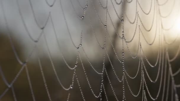 바람에 흔들리는 Cobweb Spiderweb 슬로우 — 비디오