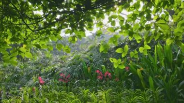Kimyasal çekim sabah güneşi yeşil yaprakların arasından doğuyor. Bahar parkında ağaçlar, çalılar ve çiçekler. Şehir parkında gün doğumu