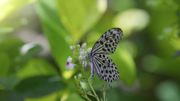 Duży Czarny Biały Motyl Kwiat Zielonym Nieostrym Tłem Makro Strzał — Wideo stockowe