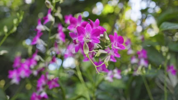 Gimbal Tiro Orquídea Rosa Selvagem Com Fundo Bokeh Verde Flores — Vídeo de Stock