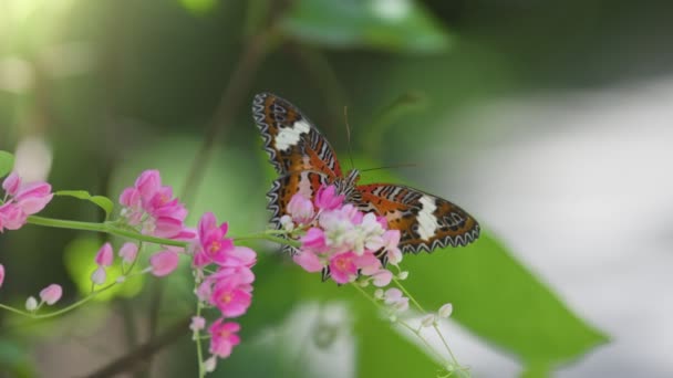 Schwarzer Und Orangefarbener Monarchfalter Der Sich Von Rosa Blüten Ernährt — Stockvideo
