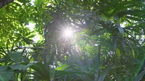 Sol Rompe Exuberante Vegetação Tropical Floresta Floresta Tropical Verão Verde — Vídeo de Stock