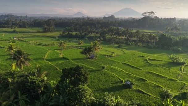 Zdjęcie Lotnicze Tarasów Ryżowych Ubud Bali Wulkany Widoczne Oddali Wspaniała — Wideo stockowe
