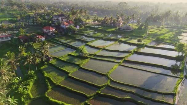 Tarasy Ryżowe Wypełnione Wodą Ubud Bali Indonezja Zdjęcie Lotnicze Natury — Wideo stockowe