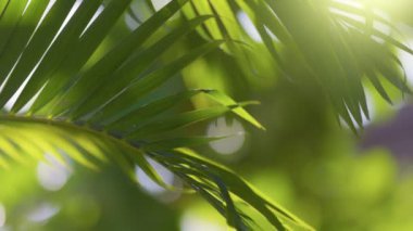 Rüzgarda sallanan palmiye dalı. Bokeh doğa arka planına sahip yeşil palmiye yaprakları
