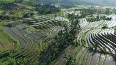 Güneş, suyla dolu pirinç teraslarına yansıyor. Bali, Endonezya 'daki Jatiluwih pirinç teraslarının havadan görünüşü. Yüksek kalite 4k görüntü