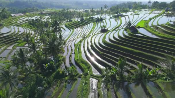 Episch Uitzicht Overspoeld Met Water Jatiluwih Rijstterrassen Bali Indonesië Vliegen — Stockvideo