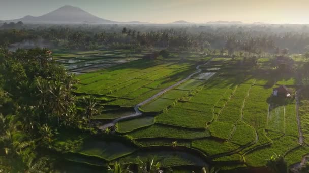 Tarasy Ryżowe Wypełnione Wodą Ubud Bali Indonezja Wulkan Agung Tle — Wideo stockowe