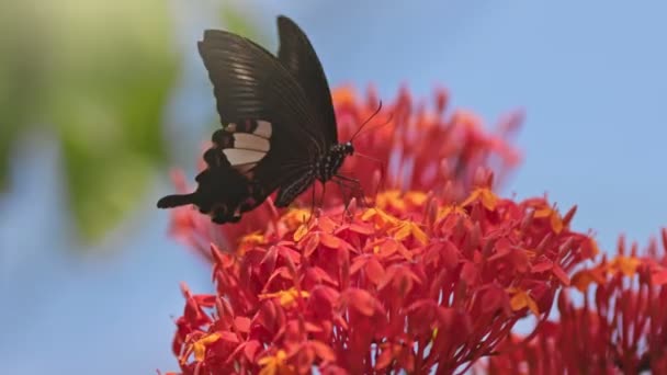 Siyah Beyaz Kelebek Pembe Çiçeklerle Besleniyor Çiçeklerden Nektar Toplayıp Uçan — Stok video