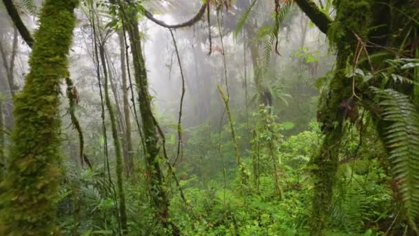 Yosun Kaplı Ağaçlar Orman Yosunlu Ormanlarında Cameron Highlands Malezya Puslu — Stok video