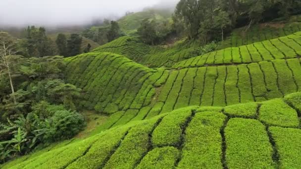 マレーシアのキャメロン ハイランドの紅茶プランテーション 霧の朝の丘の上に紅茶の茂みの上を飛ぶ — ストック動画