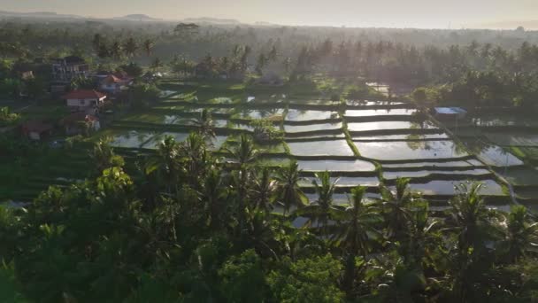 Zdjęcie Lotnicze Natury Bali Pola Ryżowe Palmy Wschodzie Słońca Tarasy — Wideo stockowe