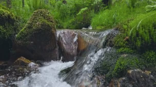 小瀑布环绕着青草 山溪缓缓流淌 晶莹清澈的河水流淌在布满青苔的石子中 — 图库视频影像