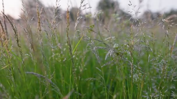 夏天草地上的绿色草本植物 用野草和花朵拍摄的野绿地 浅色Dof — 图库视频影像