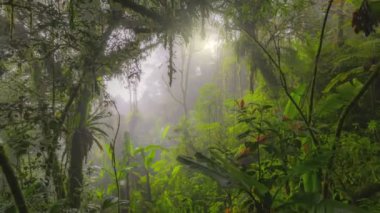 Sisli orman yağmur ormanları sabahın erken saatlerinde. Kamera, yosun kaplı ağaçlar, çalılar ve sarmaşıklar arasında orman yosunlu ormanlarda Cameron Highlands, Malezya 'da hareket ediyor. HDR 4K 