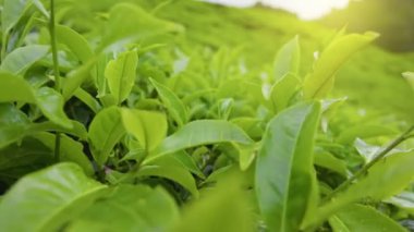 Sabah güneşinde çay yaprakları. Taze yeşil çay yaprakları rüzgarda sallanıyor. Cameron Highlands, Malezya