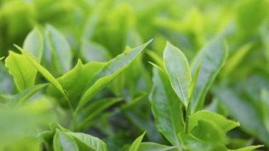 Taze yeşil çay yaprakları. Çay çiftliklerinde sabahın erken saatlerinde. Çay çiftliğindeki çay yaprakları arasında hareket eden bir kamera. Sığ DOF