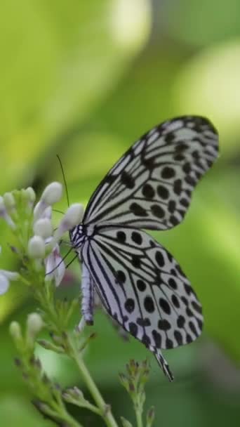 Großer Schwarzer Und Weißer Schmetterling Auf Blume Mit Grün Defokussiertem — Stockvideo
