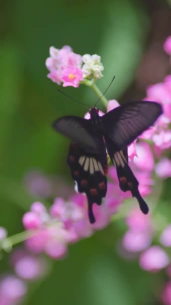 Ein Großer Schwarzer Tropischer Schmetterling Sammelt Nektar Der Rosafarbene Blüten — Stockvideo