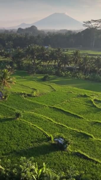 Aerial Pionowy Strzał Tarasy Ryżowe Ubud Bali Wulkany Widoczne Oddali — Wideo stockowe