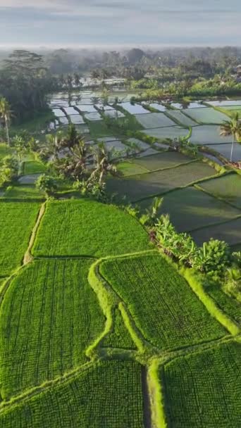 Aerial Pionowy Strzał Tarasy Ryżowe Ubud Bali Wulkany Widoczne Oddali — Wideo stockowe