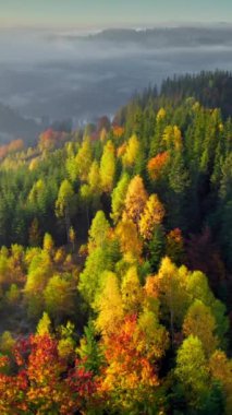 Dağlarda sonbahar manzarası. Kırmızı ve sarı sonbahar ağaçları, sisli dağlar ve sıcak sabah güneşi. Sonbahar Alp Ormanı, Dikey Ekran