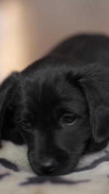 Sevimli, yumuşak, siyah köpek yavrusu mindere uzanıyor. Yavru köpek güzel gözlerle bakıyor ve oynamak istiyor. Dikey ekran