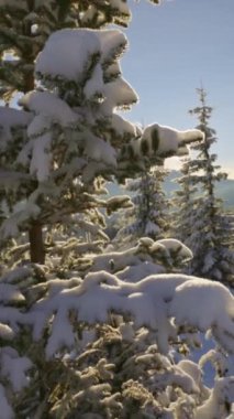 Muhteşem kış manzarası. Kamera, tüylü karla kaplı köknar ağacından aşağı iniyor. Dağın arkasından doğan güneş ağaçların dallarını delip geçer. Kış hikayesi. Dikey çekim