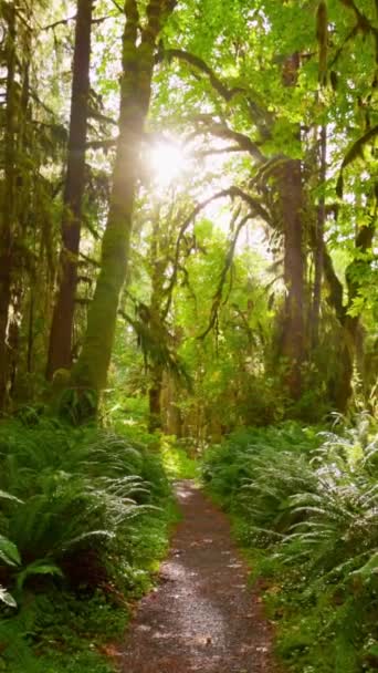 Kamera Porusza Się Ścieżce Wśród Drzew Porośniętych Mchem Krzewami Las — Wideo stockowe