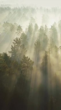 Güneşin doğuşunda yeşil sisli ormanın üzerinde uçuyor. Sabahları çam ormanlarının üzerinde uçmanın muhteşem manzarası. Ufuk çizgisine kadar büyülü bir sis var. Hava Dikey Ekran Videosu