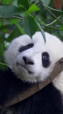 Panda bebek ayı ağaçta uyuyacak. Yavru panda ağaçta dinleniyor pençesiyle gözlerini kapıyor. Dikey Ekran