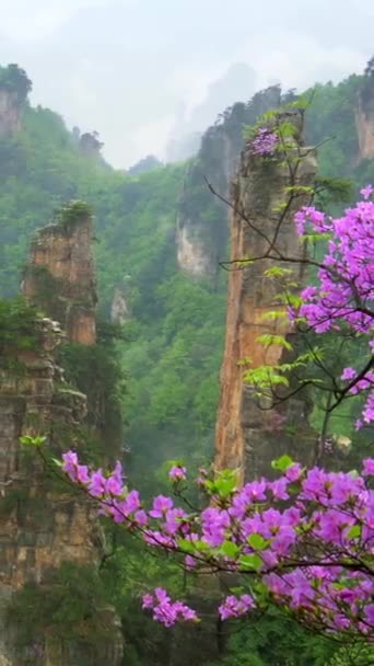 Zhangjiajie Forest Park Kina Panning Skott Våren Blommande Rosa Träd — Stockvideo