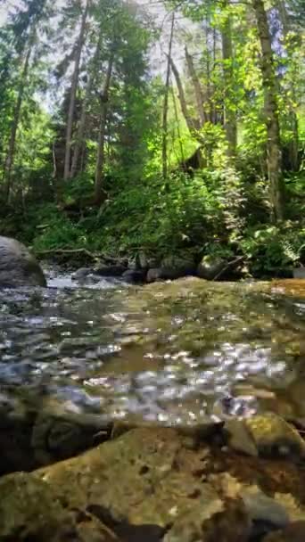 Río Bosque Verano Con Adoquines Fondo Medio Tiro Bajo Agua — Vídeo de stock