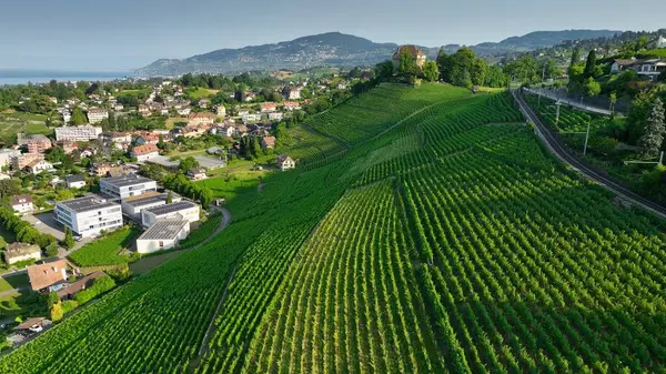 多くのワイナリーとブドウ畑を持つラヴォーワインの地域 スイスのジュネーブ湖の海岸にあるブドウ畑の空中ビュー ストックフォト
