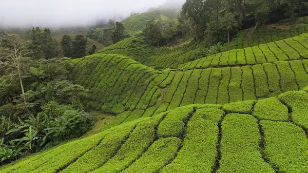 马来西亚卡梅隆高地茶园的空中拍摄 在雾蒙蒙的早晨飞越山丘上的茶树 图库照片