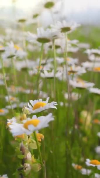 Ladang Musim Panas Yang Indah Dengan Bunga Aster Putih Dan — Stok Video